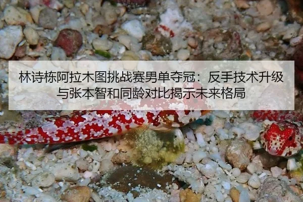 林诗栋阿拉木图挑战赛男单夺冠：反手技术升级与张本智和同龄对比揭示未来格局