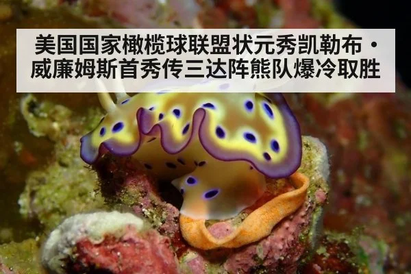 美国国家橄榄球联盟状元秀凯勒布·威廉姆斯首秀传三达阵熊队爆冷取胜
